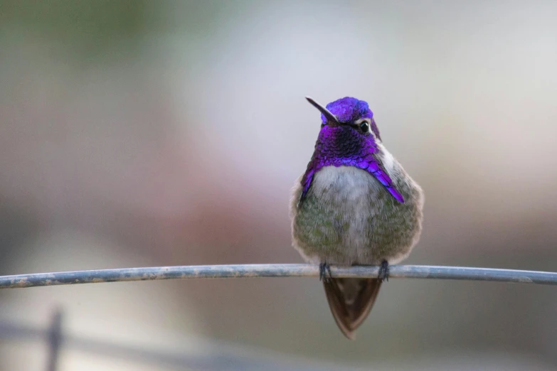 a hummingbird sitting on top of a wire, pexels contest winner, draped in purple, fully photorealistic, looking hot