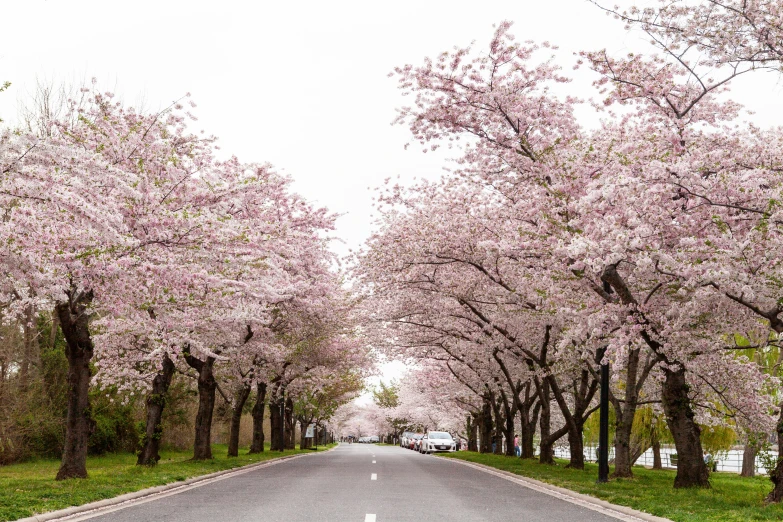 a street lined with lots of pink trees, unsplash contest winner, mingei, caulfield, cherry trees, slight overcast weather, fujifilm”