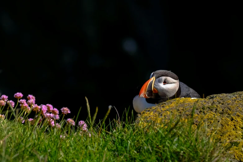 a small bird sitting on top of a rock, a portrait, by Harald Giersing, pexels contest winner, laying down in the grass, atlantic puffin, sitting with flowers, slide show