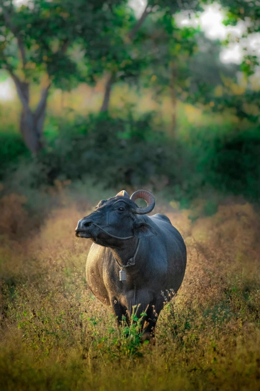 an animal that is standing in the grass, a picture, by Rajesh Soni, unsplash contest winner, half man half asian black bull, late afternoon, fine art print, village