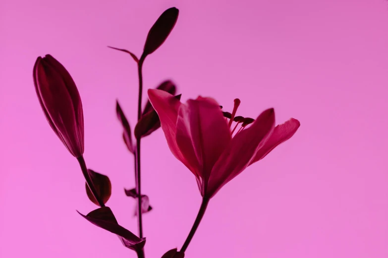 a close up of a flower with a pink background, inspired by Robert Mapplethorpe, trending on unsplash, lily flowers. 8 k, lpoty, red monochrome, brightly lit pink room