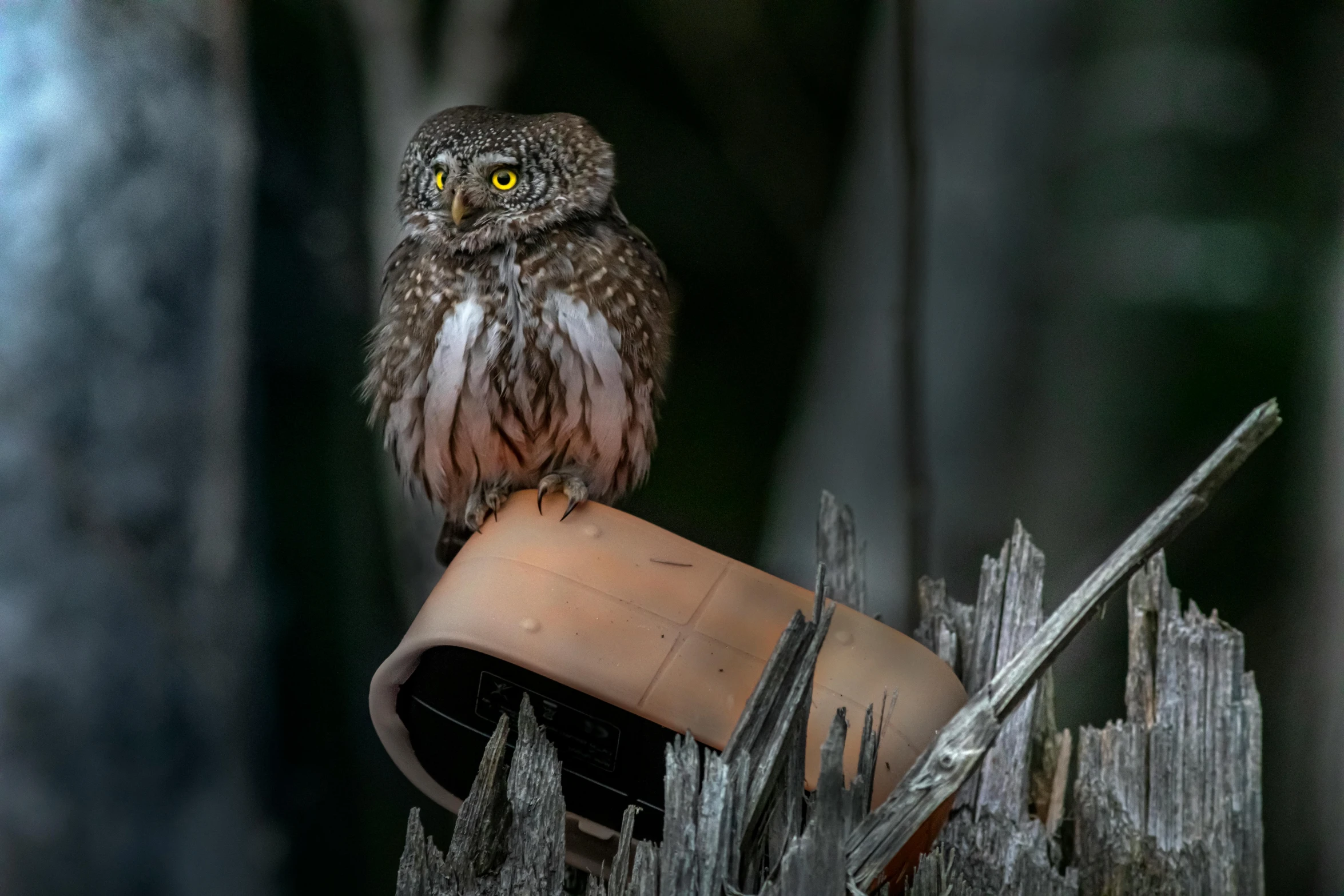 a small owl sitting on top of a piece of wood, by Peter Churcher, pexels contest winner, “ iron bark, nights, with a roof rack, museum quality photo