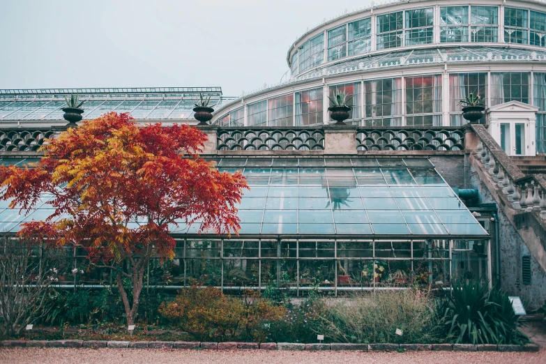 a building with a tree in front of it, inspired by Elsa Bleda, pexels contest winner, art nouveau, huge greenhouse, autum garden, thumbnail, glasgow