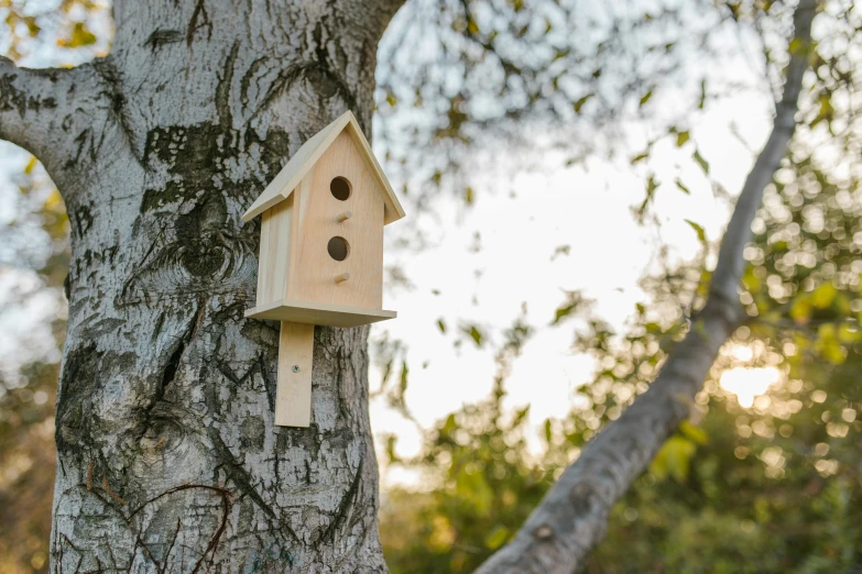 a birdhouse hanging on the side of a tree, by Paul Bird, unsplash, adult pair of twins, birdseye view, high quality product photo, front shot