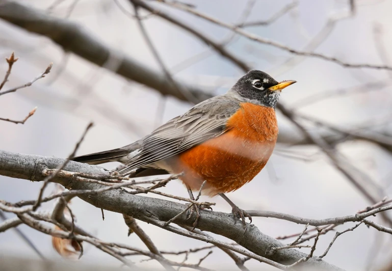 a small bird sitting on top of a tree branch, by Greg Rutkowski, pexels contest winner, grey orange, robin, 🦩🪐🐞👩🏻🦳, medium poly