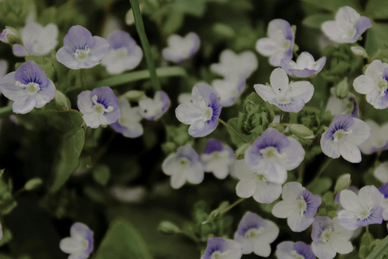 a close up of a bunch of purple and white flowers, by Attila Meszlenyi, unsplash, small plants, mediumslateblue flowers, low quality footage, potted plant