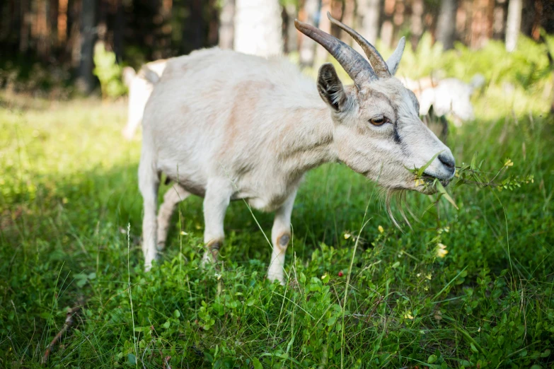 a goat standing on top of a lush green field, espoo, eating outside, profile image, fan favorite