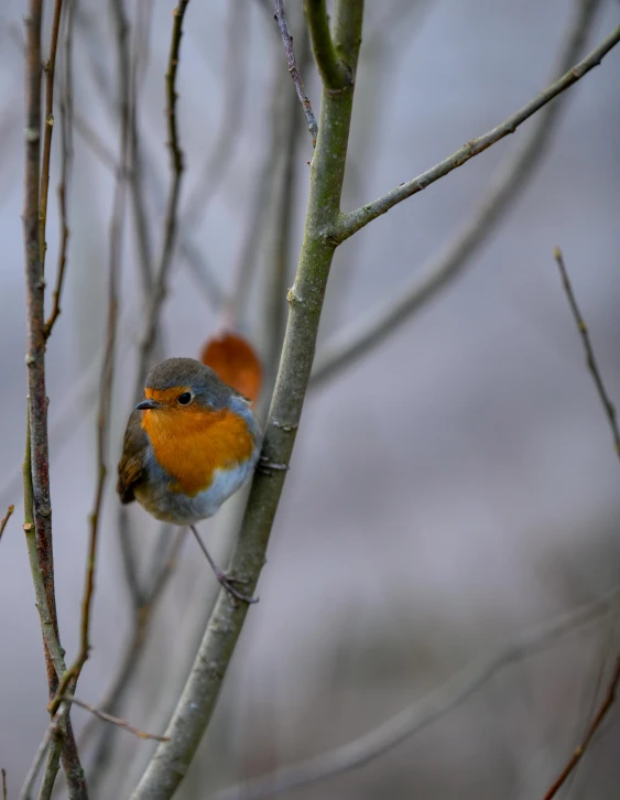 a small bird sitting on top of a tree branch, in the winter, vibrant but dreary orange, photographed for reuters, red cheeks