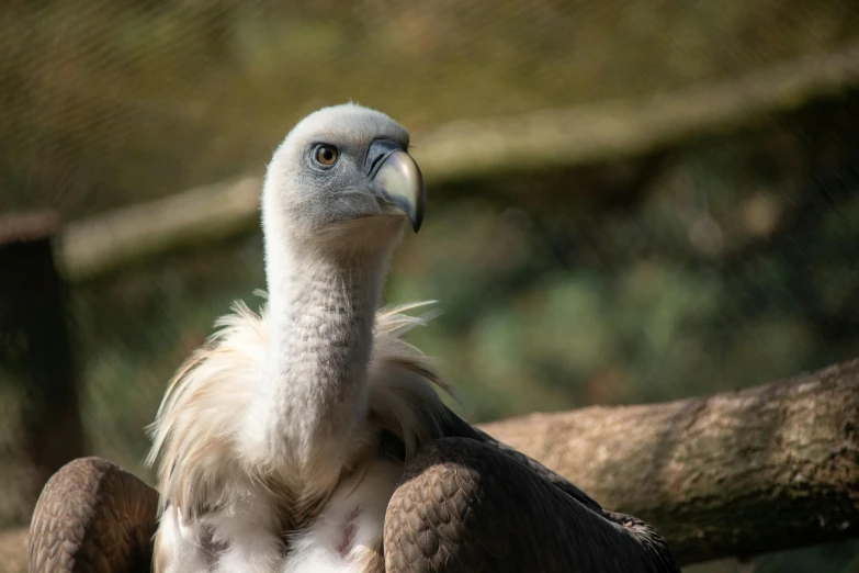 a large bird sitting on top of a tree branch, a portrait, pexels contest winner, hurufiyya, vulture, australian, humanoid feathered head, museum quality photo