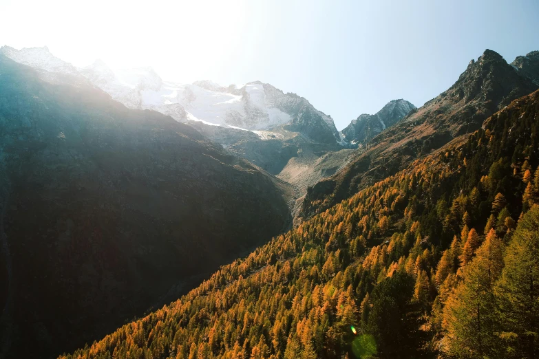 a forest filled with lots of trees next to a mountain, pexels contest winner, chamonix, fall season, the middle of a valley, instagram post