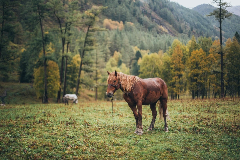 a brown horse standing on top of a lush green field, in the autumn forest, ash thorp khyzyl saleem, conde nast traveler photo, vsco film grain