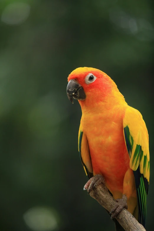 a colorful bird sitting on top of a tree branch, yellow-orange, amazonian, cocky expression, mid-shot