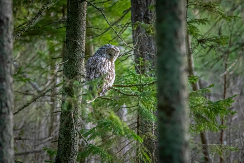 a large owl sitting on top of a tree branch, by Robert Storm Petersen, pexels contest winner, hidden in the forest, grey, hunting, bright nordic forest