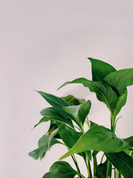 a close up of a potted plant on a table, by Carey Morris, trending on unsplash, big leaf bra, ramps, plain background, it\'s name is greeny