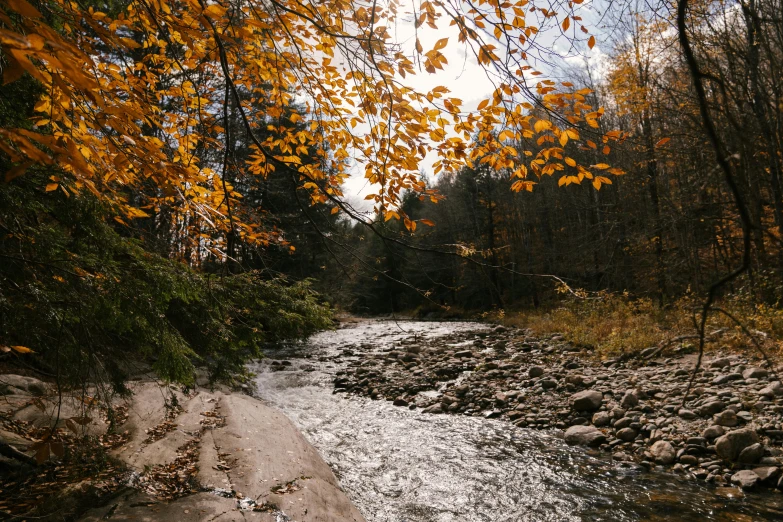 a stream running through a forest filled with lots of trees, pexels contest winner, hudson river school, maple syrup sea, thumbnail, dry river bed, pov photo