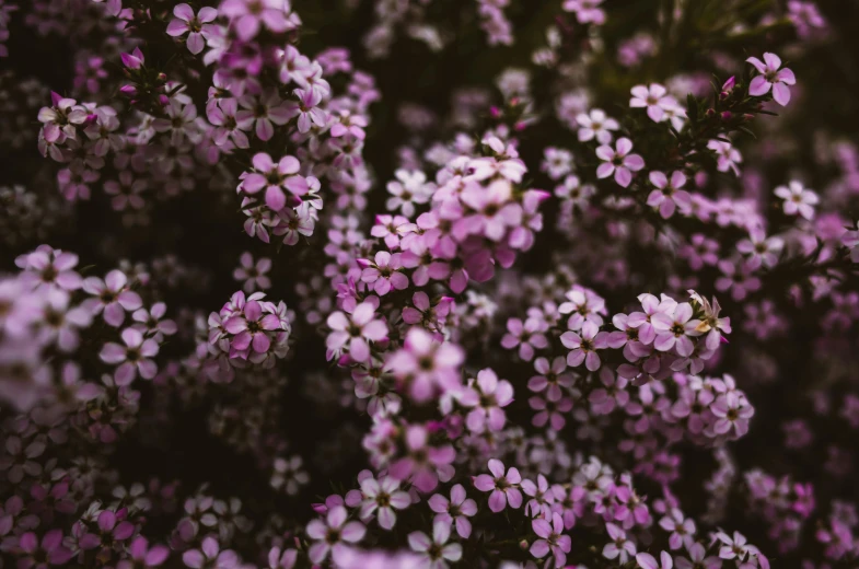 a bunch of purple flowers sitting on top of a lush green field, by Jacob Toorenvliet, unsplash, high angle close up shot, manuka, low quality photo, high details photo