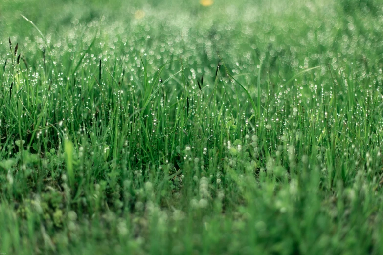 a field of grass with water droplets on it, emerald, subtle wear - and - tear, lush surroundings, mist low over ground