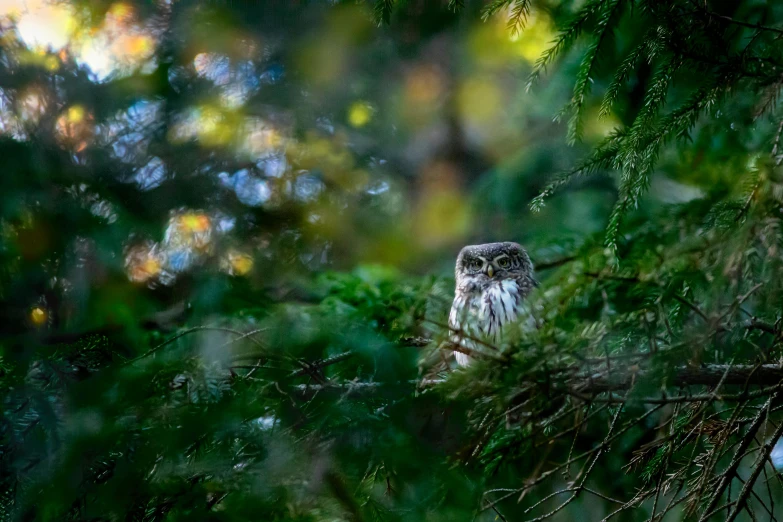 an owl sitting on top of a tree branch, by Jesper Knudsen, unsplash contest winner, hurufiyya, in gentle green dawn light, hidden in the forest, ultra shallow depth of field, high-angle