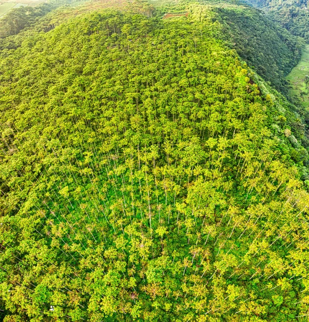 an aerial view of a lush green forest, hurufiyya, background of flowery hill, high quality image”, mid shot photo