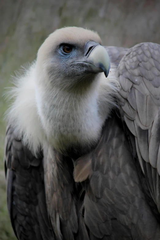 a large bird sitting on top of a lush green field, by Jan Tengnagel, hurufiyya, sharp claws close up, grey skinned, close-up!!!!!, picture taken in zoo