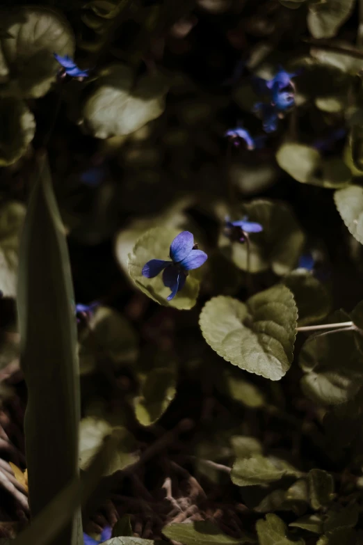 a yellow fire hydrant sitting on top of a lush green field, a macro photograph, inspired by Elsa Bleda, unsplash, blue - petals, violet, photograph captured in a forest, ignant