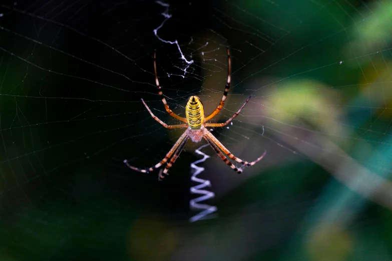 a close up of a spider on a web, pexels contest winner, gold green creature, cosmic energy wires, 🦩🪐🐞👩🏻🦳, getty images