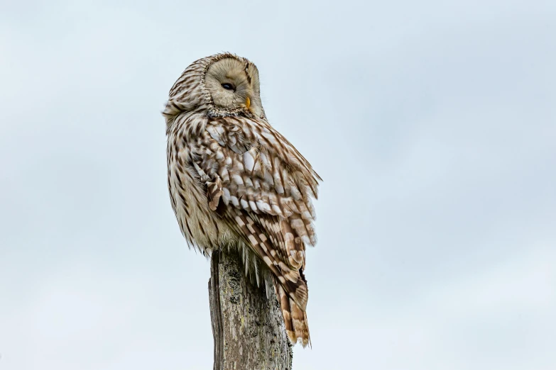 a brown and white owl sitting on top of a wooden pole, by John Gibson, pexels contest winner, baroque, lone female, gray mottled skin, a tall, photo taken on a nikon