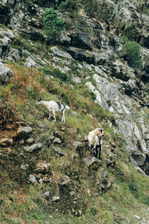 a herd of sheep standing on top of a lush green hillside, les nabis, climbing up a cliffside, 2 animals