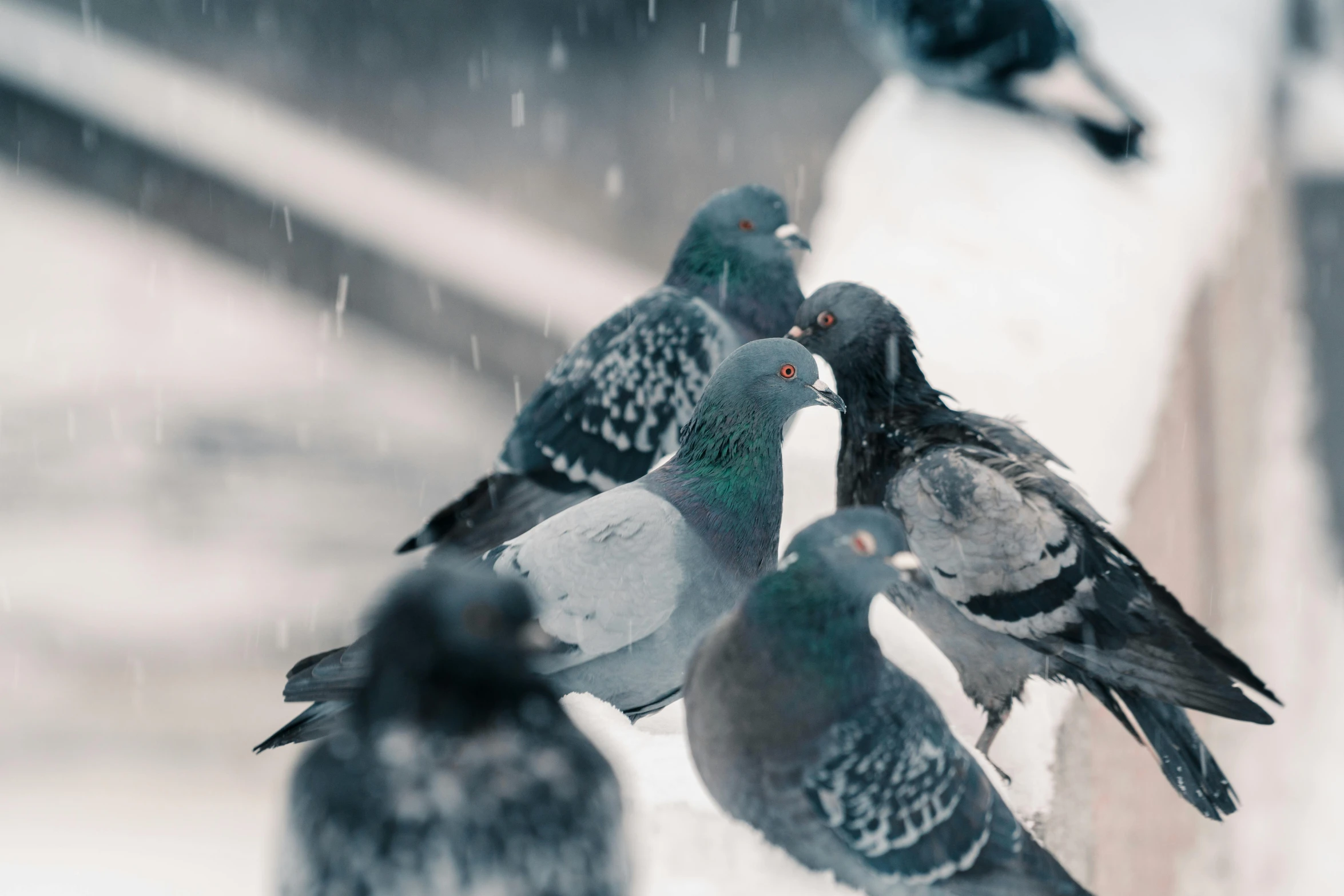 a group of pigeons sitting on a ledge in the snow, pexels contest winner, renaissance, covered in water drops, thumbnail, fan favorite, each having six wings