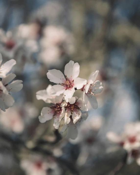 a close up of a bunch of flowers on a tree, trending on unsplash, happening, paul barson, almond blossom, grey, instagram post