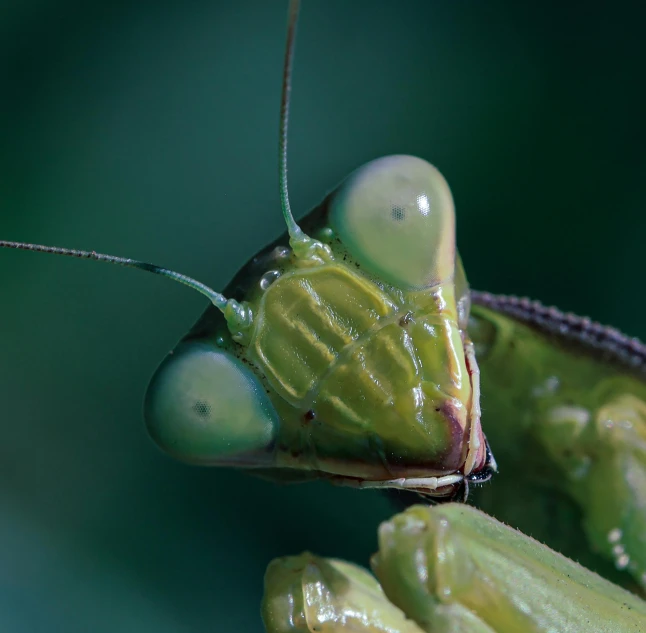 a close up of a praying mantisce's head, a macro photograph, by Robert Brackman, pexels contest winner, a green, mantis and swordfishes, actias luna, today\'s featured photograph 4k