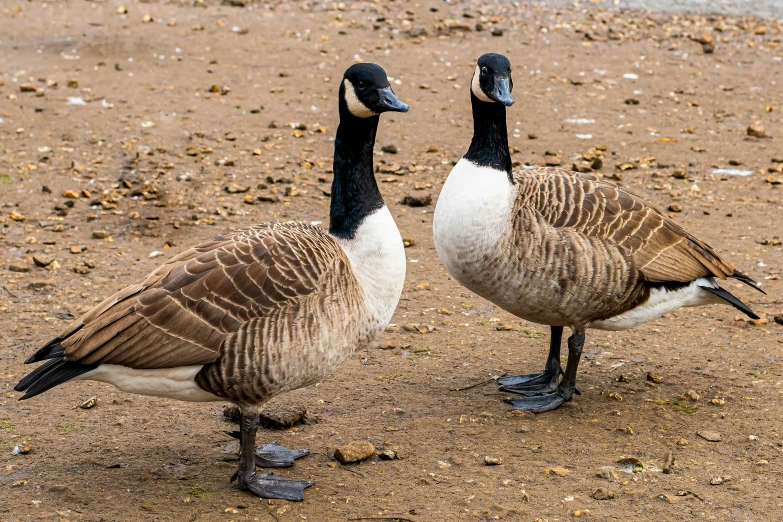 two geese standing next to each other on a dirt ground, pexels contest winner, fan favorite, canada goose, at the waterside, high res photo
