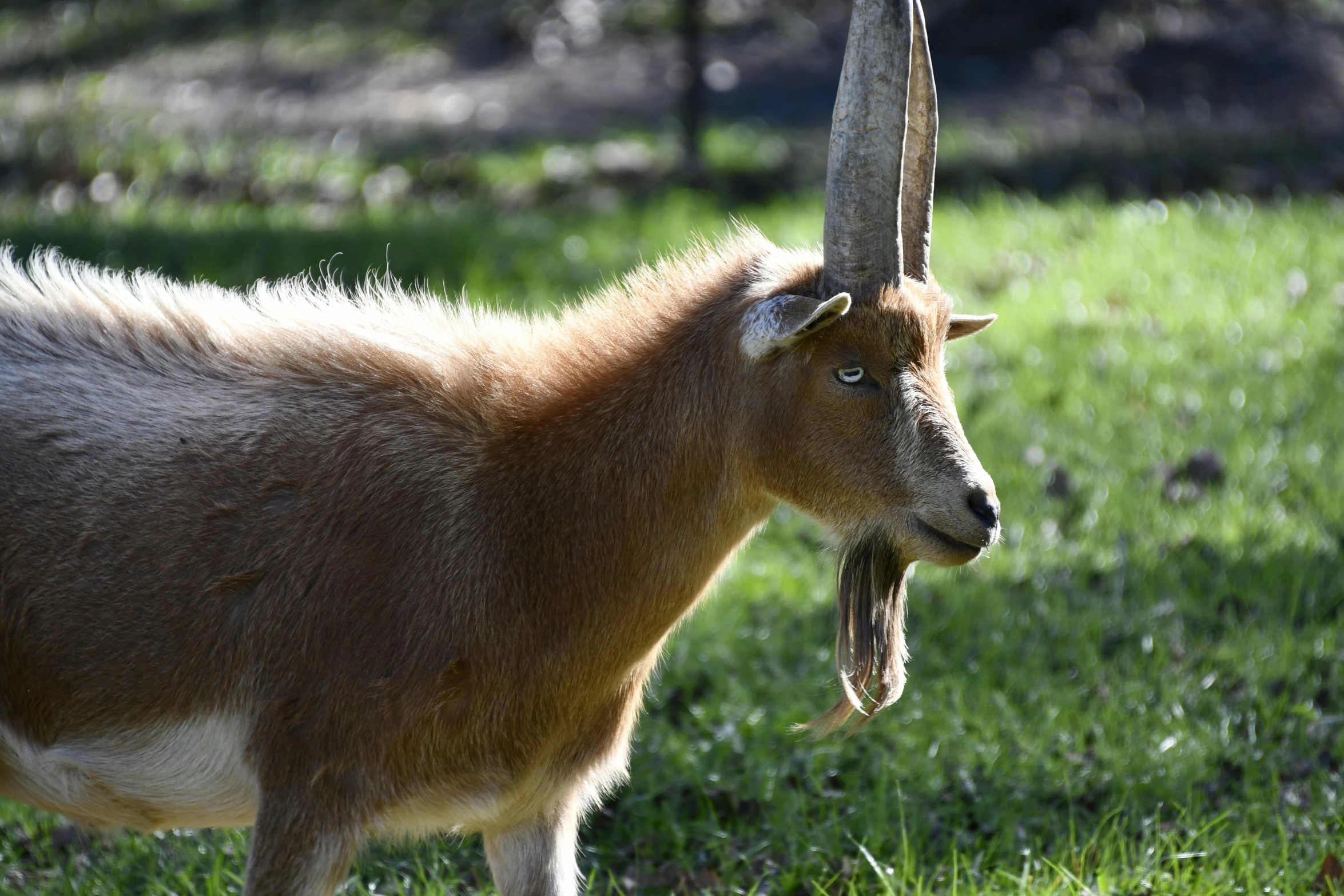 a brown goat standing on top of a lush green field, slide show, with pointy ears, australian, 2019 trending photo