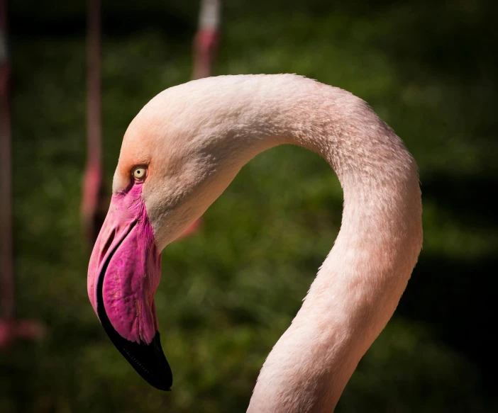 a pink flamingo standing on top of a lush green field, a photo, pexels contest winner, arabesque, headshot, long arm, portrait”