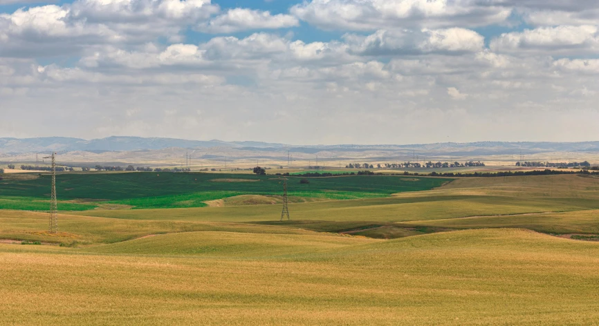 a herd of cattle standing on top of a lush green field, pexels contest winner, precisionism, empty wheat field, distant cityscape, an australian summer landscape, naranbaatar ganbold