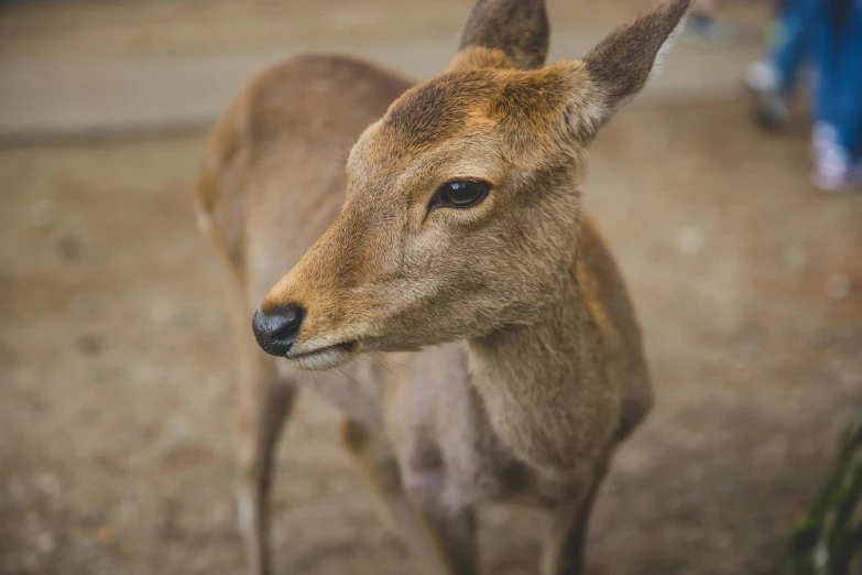 a close up of a deer on a dirt ground, pexels contest winner, renaissance, close up of iwakura lain, australian, portrait of a small, casual