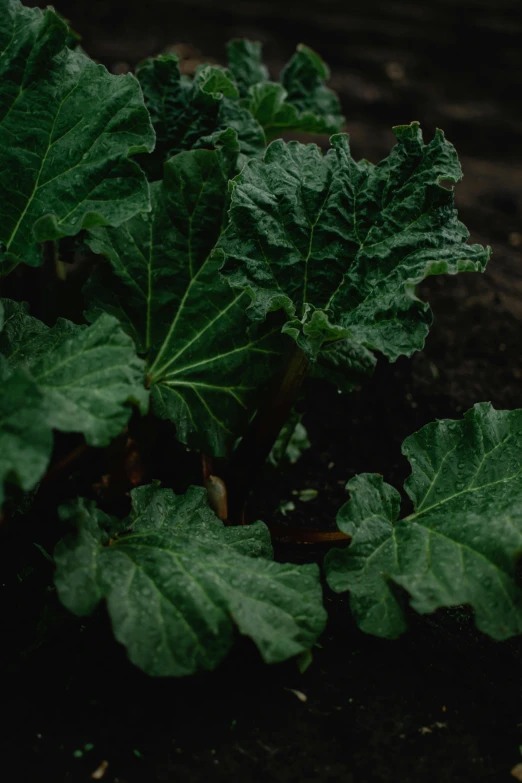 a close up of a plant with green leaves, unsplash, renaissance, eggplant, without duplicate image, dark photo, farms