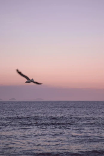a bird flying over the ocean at sunset, by Altichiero, at gentle dawn pink light, chile, nighttime!, sail