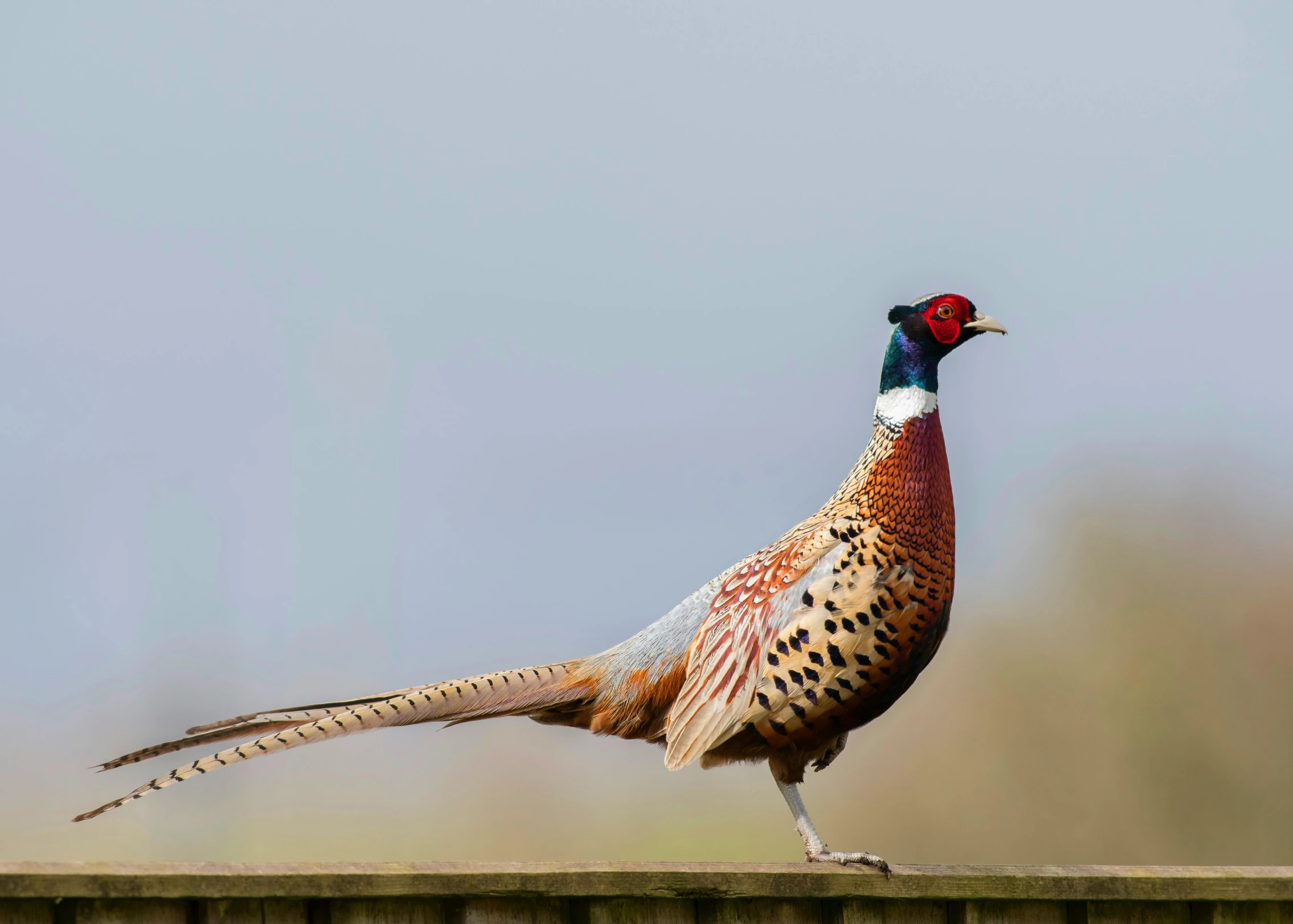 a bird standing on top of a wooden fence, by Paul Bird, trending on pexels, pheasant guard sits on a stump, large tail, speckled, raal