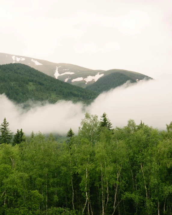 a herd of cattle grazing on top of a lush green field, by Emma Andijewska, trending on unsplash, romanticism, foggy forest, with a snowy mountain and ice, trees growing on its body, low quality photo