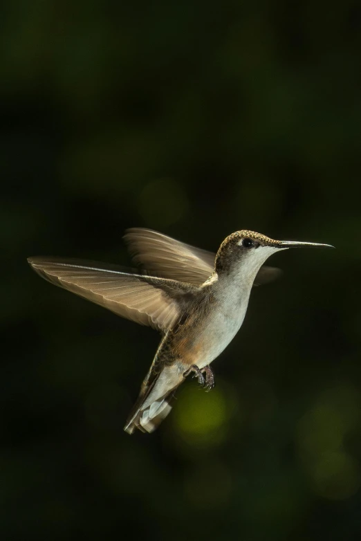 a bird that is flying in the air, a macro photograph, by Dave Melvin, evening time, high-resolution, immature, depth