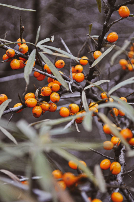 a bunch of orange berries on a tree, by Elizabeth Durack, trending on unsplash, renaissance, grey, willow plant, mint, amber