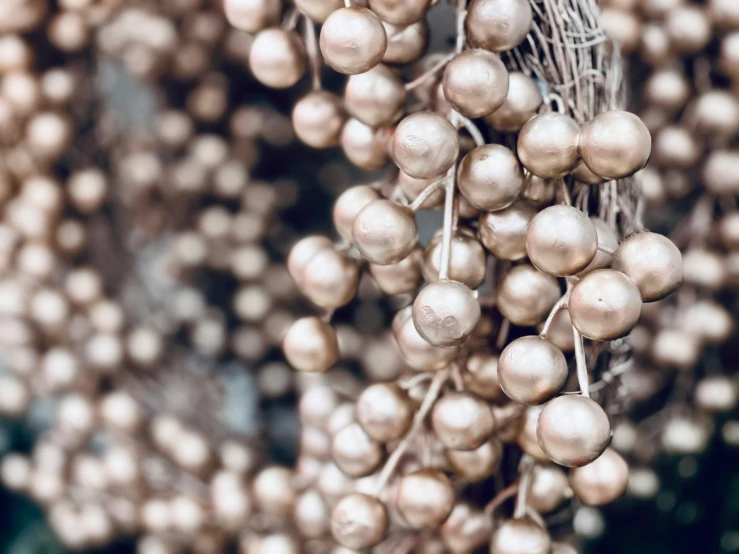 a bunch of brown berries hanging from a tree, a digital rendering, pexels, visual art, strings of pearls, beige color scheme, champagne, close - up photo