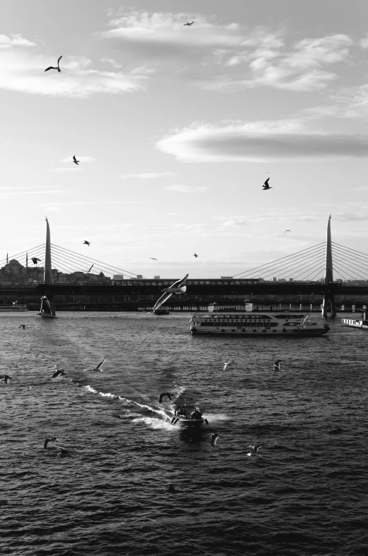 a group of birds flying over a body of water, a black and white photo, by Tamas Galambos, tall bridge with city on top, ships, 2 5 6 x 2 5 6, photography alexey kurylev