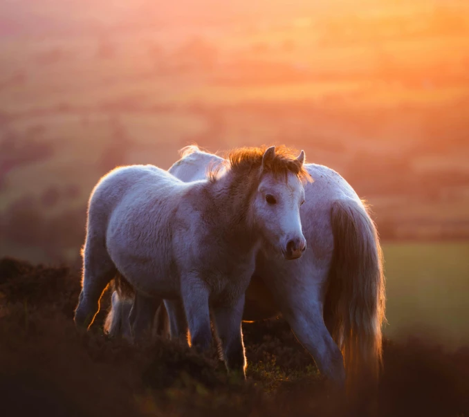 a couple of horses standing on top of a grass covered hillside, unsplash contest winner, romanticism, last light, wales, my little pony