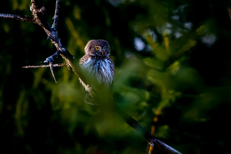 a small bird sitting on top of a tree branch, pexels contest winner, hurufiyya, glaring at the camera, stealthy, national geographic photo, rounded beak