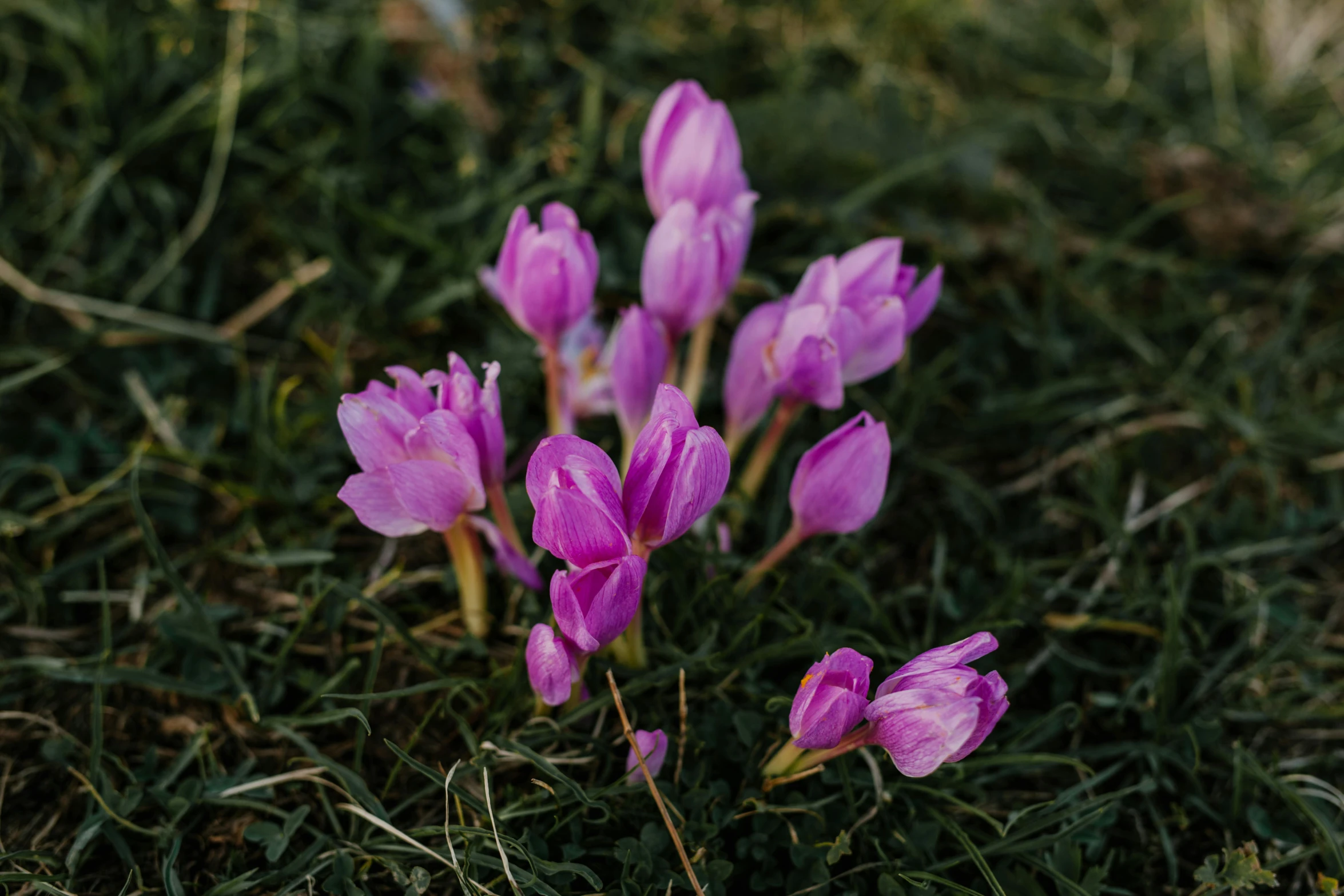 a group of purple flowers sitting on top of a lush green field, unsplash, magnolia stems, pink grass, a high angle shot, winter vibrancy