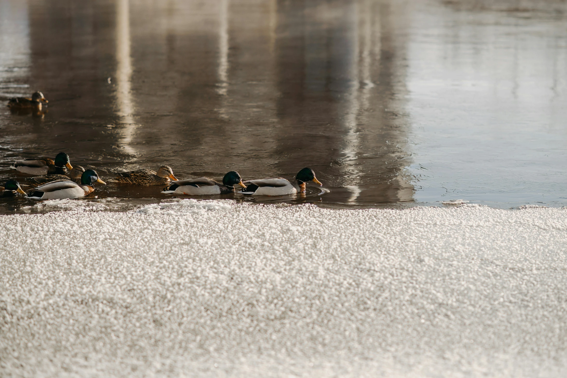 a group of ducks swimming in a body of water, a picture, pexels contest winner, precisionism, covered in ice, on a riverbank, street photo, slightly pixelated