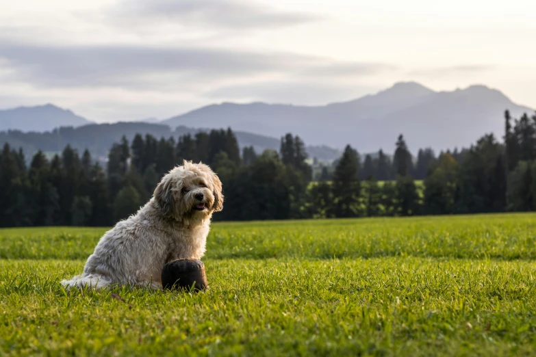 a dog that is sitting in the grass, by Sebastian Spreng, unsplash, with mountains in the distance, late afternoon, on a green lawn, nugget