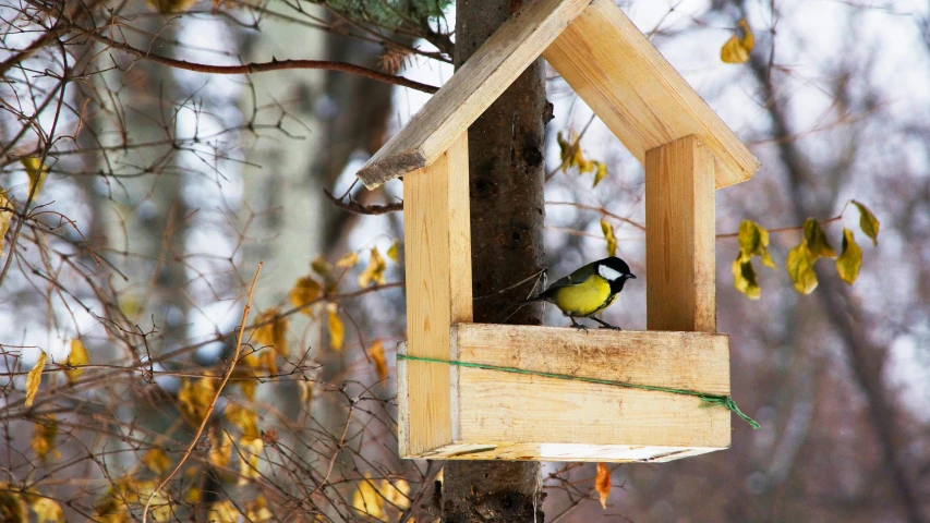 a bird house hanging from a tree in the woods, by Paul Bird, pexels contest winner, hurufiyya, eating outside, outside winter landscape, box, multicoloured